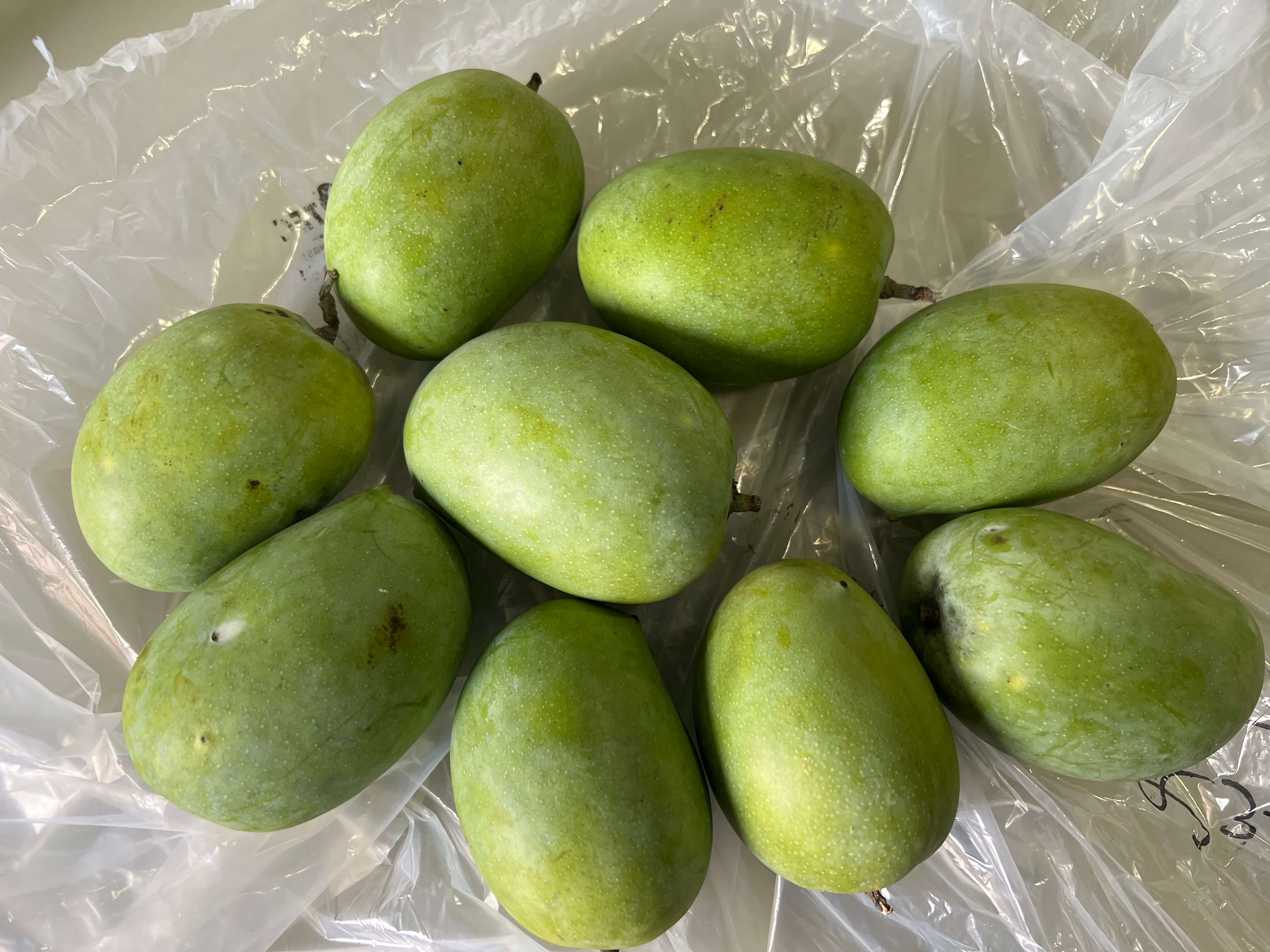 Mangoes in the MicroKlimate MAP bag after 38 days remaining green and firm
