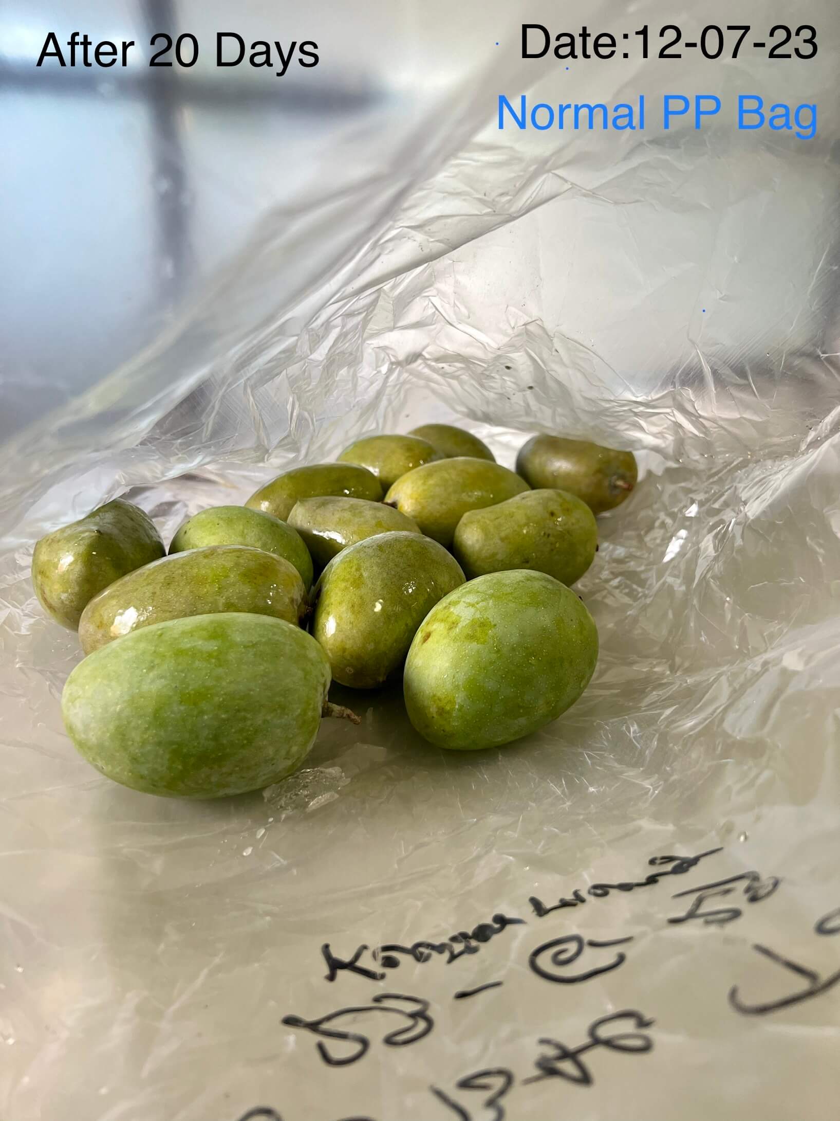 Mangoes in the non-MAP / other MAP bag after 20 days showing deterioration